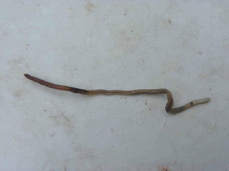 FIGURE 1 FIGURE 1